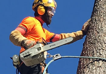 Abattage et élagage d’arbre 31 à Toulouse