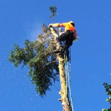 Service professionnel d'élagage et d'abattage d'arbres à Antibes sur PACA (06)